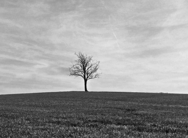 Solitary tree by J.laff79