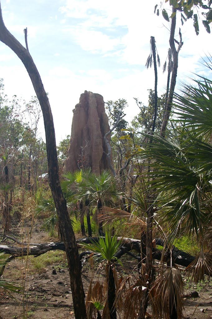 Cathedral termite mound, Kakadu National Park, Northern Territory, Australia by Rod Martin