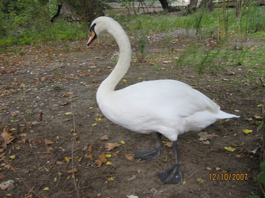 Bulgaria, Swan in Varna zoo; Грозното пате вече е красив лебед, Зоопарк Варна by aticank Nikolay Kole…