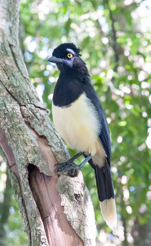 Plush-crested Jay (Cyanocorax chrysops) by Andreas Kaufer