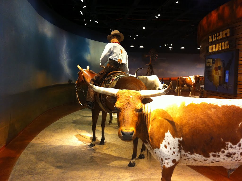 Cattle exhibition Ft. Worth Museum by Ofer-Aharonov