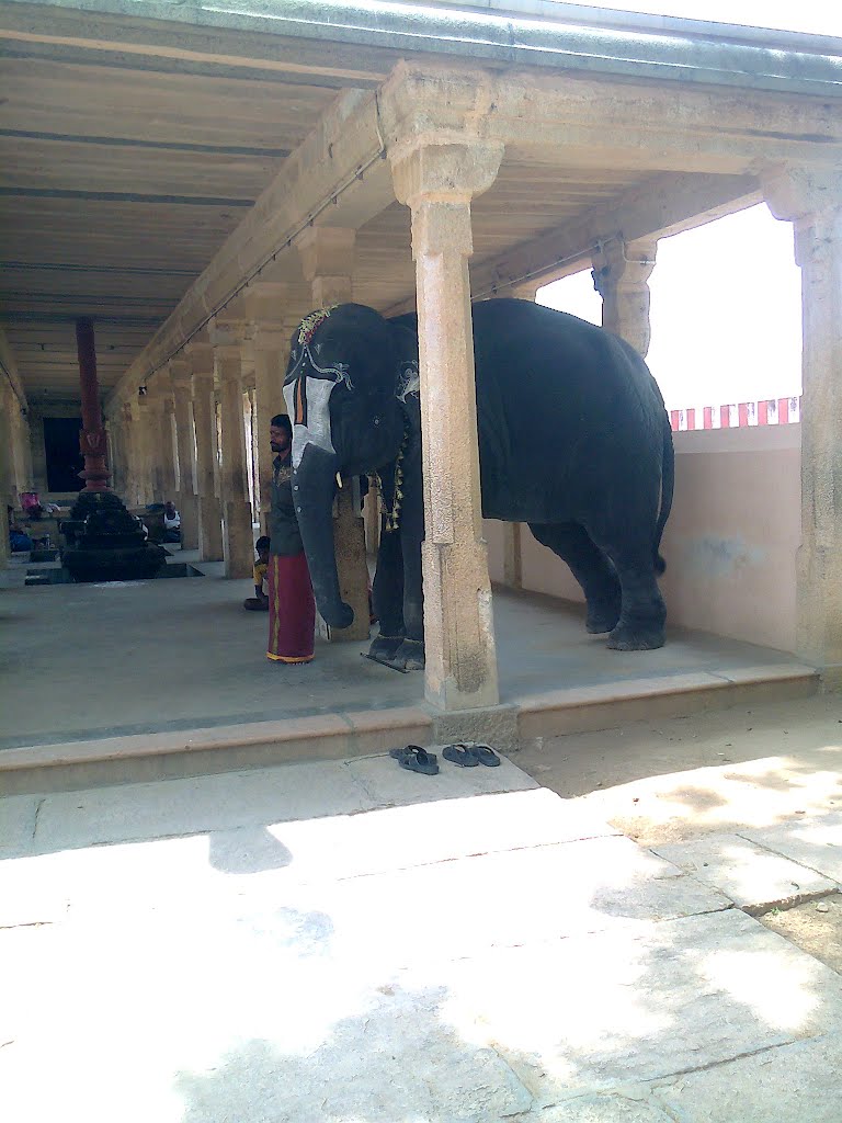 Elephant at Irattai Thirpathi by Manigandan Swaminath…