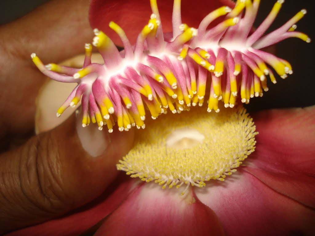 Shivling flower by s.h.sanghani