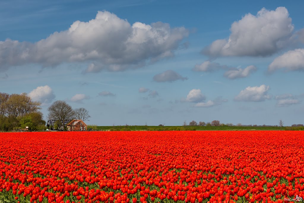 Orange Canini, Tulip field by © BraCom (Bram)