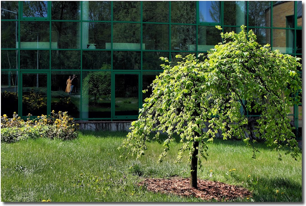 Green grass and glass by Maciejk