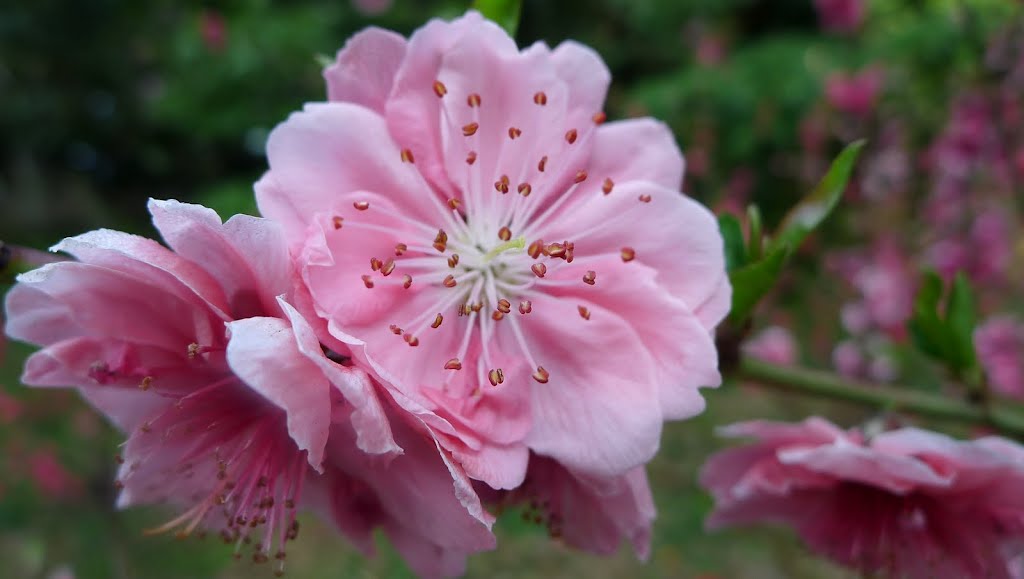 Flower in Russian Mountain Garden by Jose Antonio C Silve…