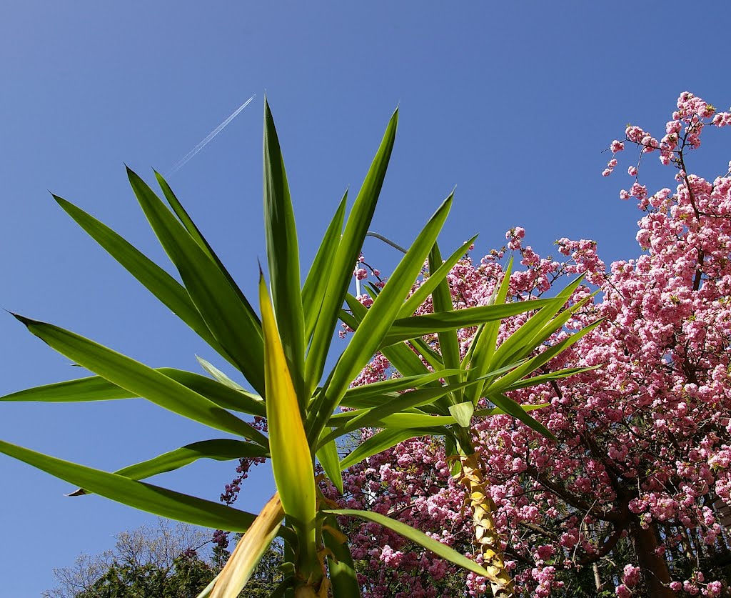 Palm and Sakura by elmer44m