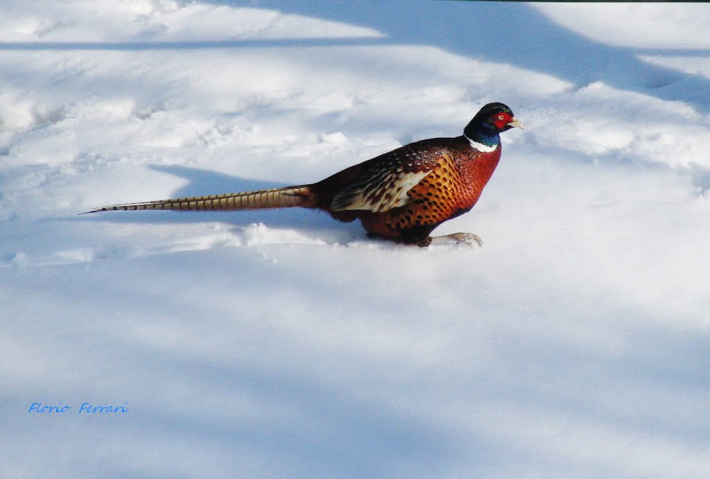 Fagiano nella neve ( Phasianus colchicus) by Airone