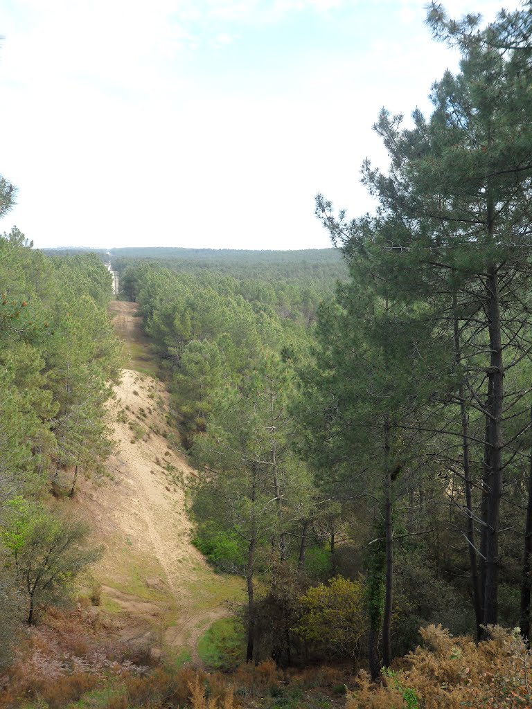 Forêt de la Coubre by IERONIMUS