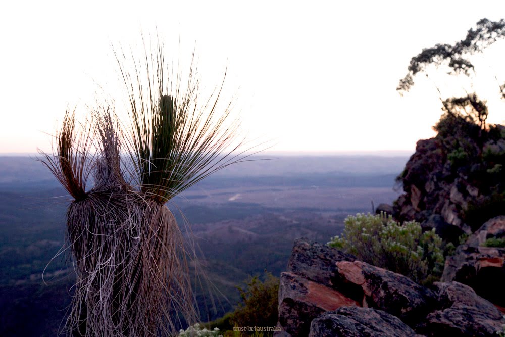 Yakka grass tree by carl yun