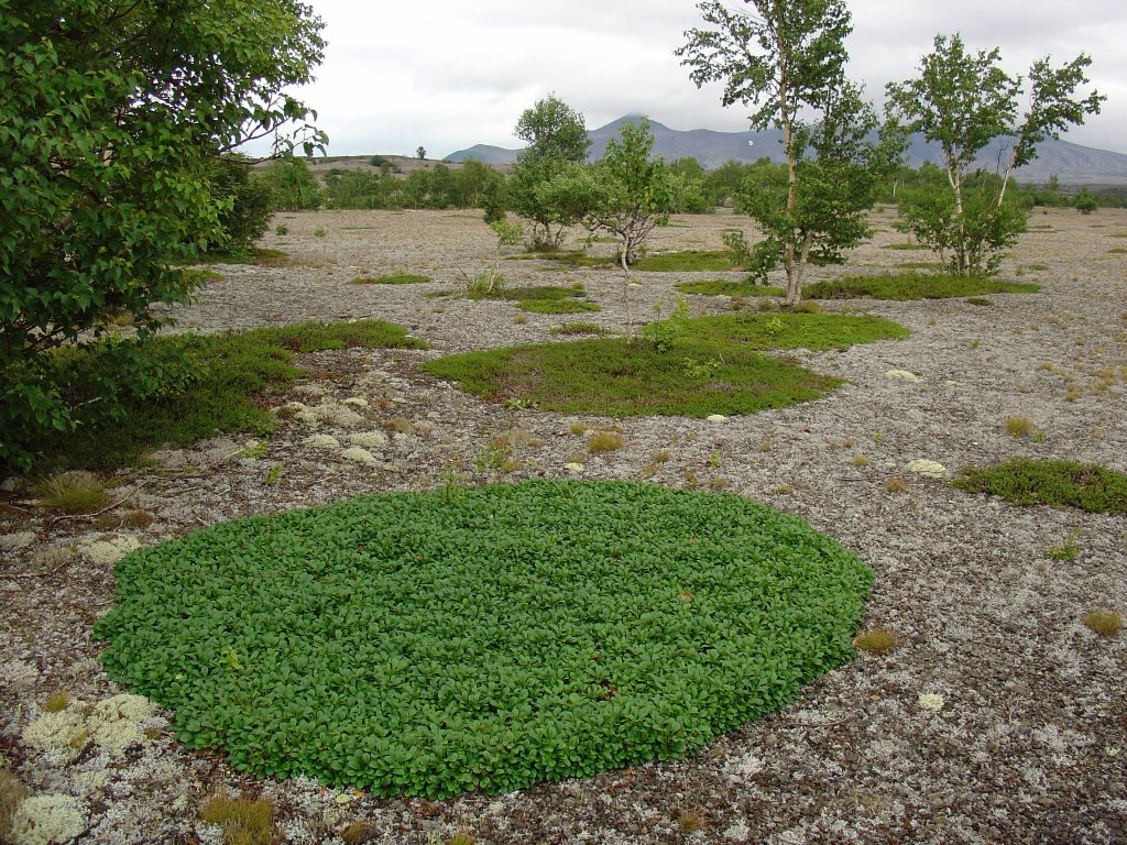 Lichen fields with Arctostaphylos on Ksudach ash fields by wal+