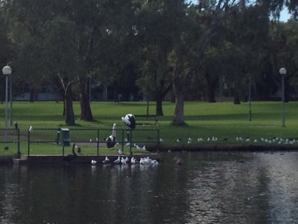 Pelicans and other water birds by wirtzfeldvalley