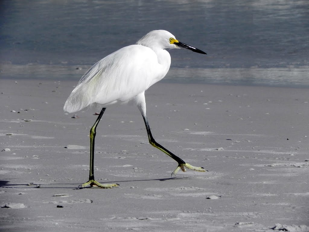 Siesta Key by joaoconstantino