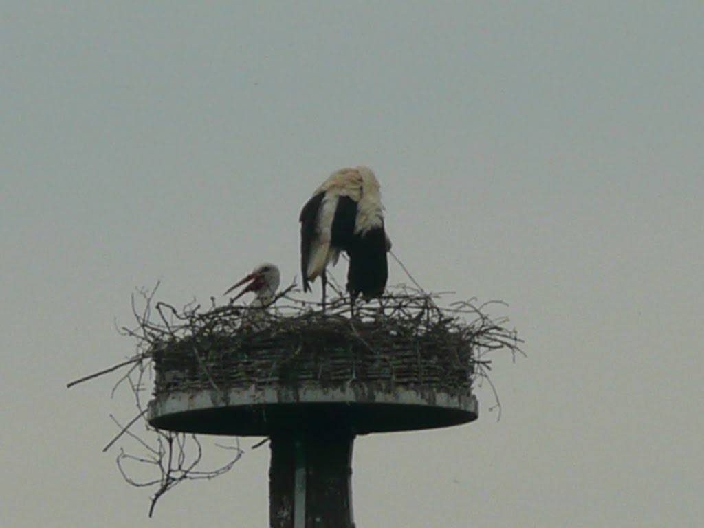 Der Tengeraner Storch III by benjamin.gerdes