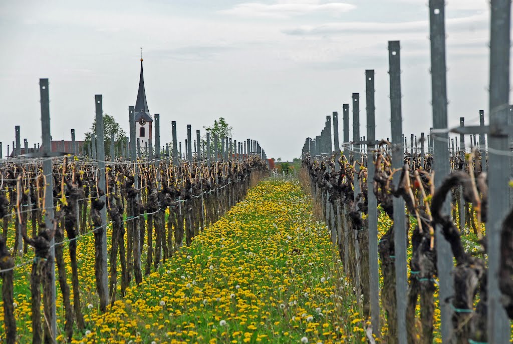 Maikammer - Weinberg mit Löwenzahn und Kirche by Andreas-Müller