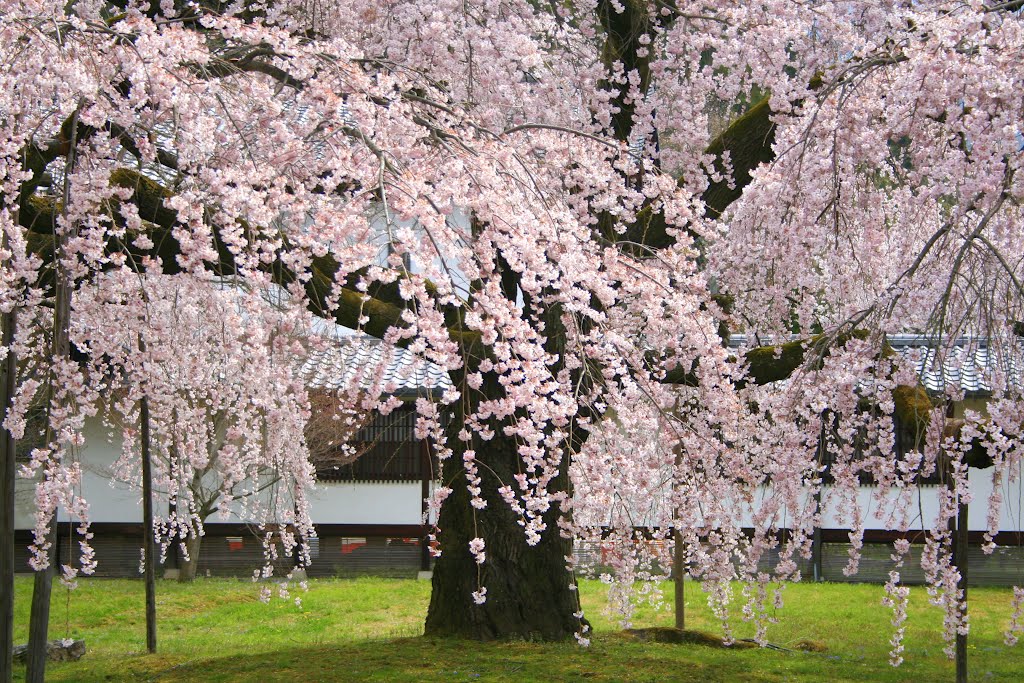 Daigohigashiojicho, Fushimi Ward, Kyoto, Kyoto Prefecture 601-1325, Japan by shiiiinya