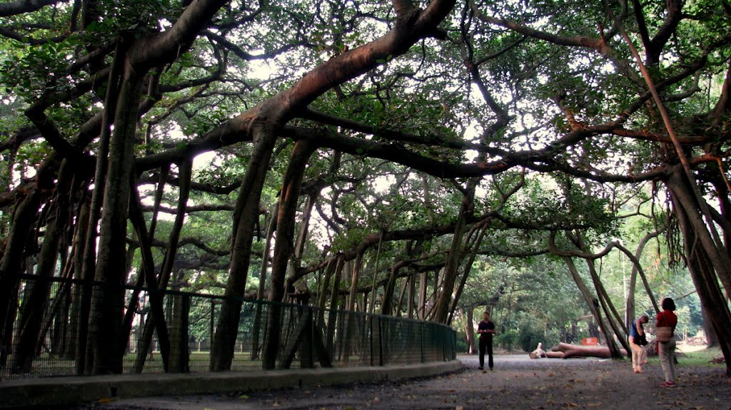 The Great Banyan enclosure by santayan sengupta