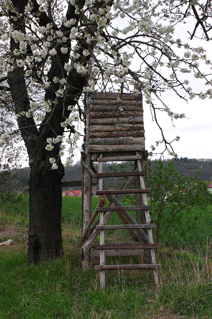 Meine Güte - Volle Blüte by Andreas B. OTTE