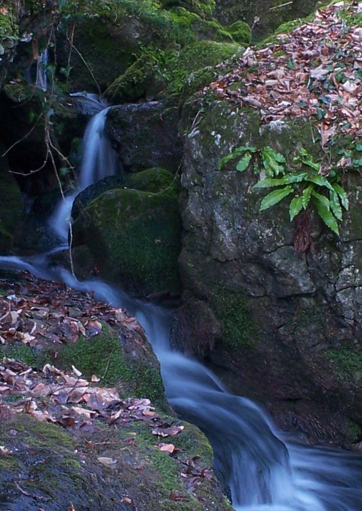 Mousses, fougères scolopendre et filet d'eau dans un cadre exotique, Sassenage by lilian-alizert