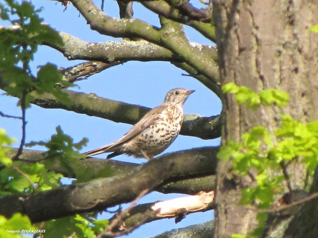 Turdus philomelos, Parc Floral de Paris, 2012 by francois pourageaux