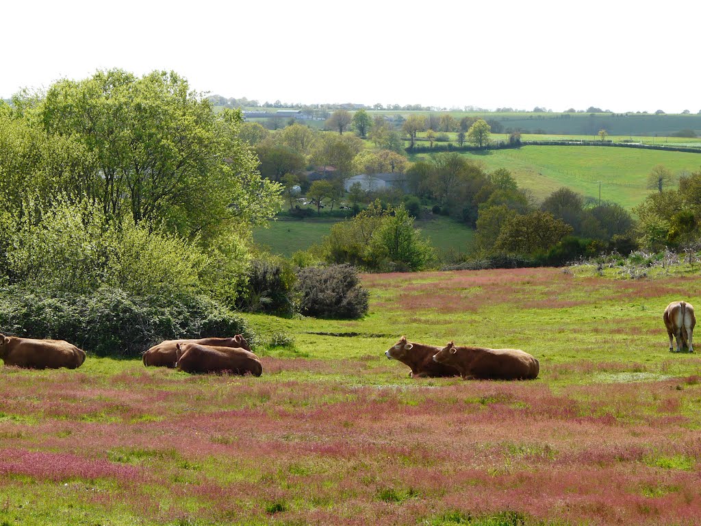 Le Longeron, le bonheur du pré by tofil44