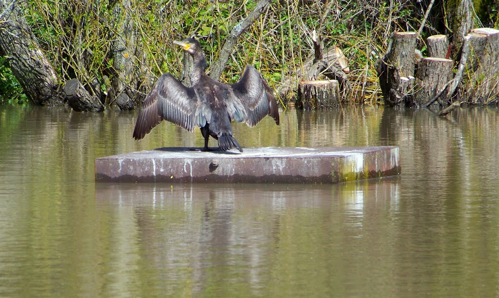 Newsham Pit Pond by spuggy