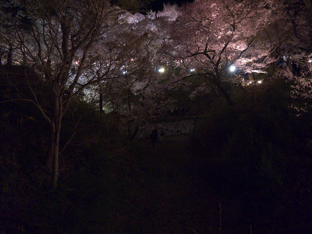 高遠城址公園 さくら祭り 夜桜 20120425 by czy1