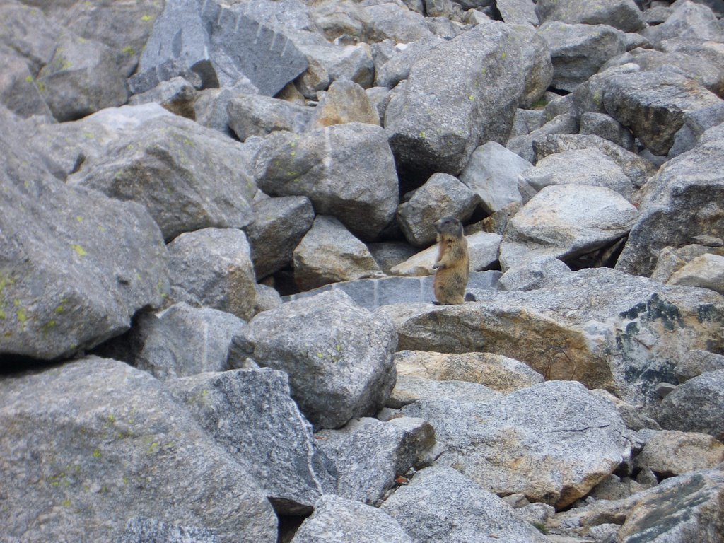 Marmotta by FabioSce.