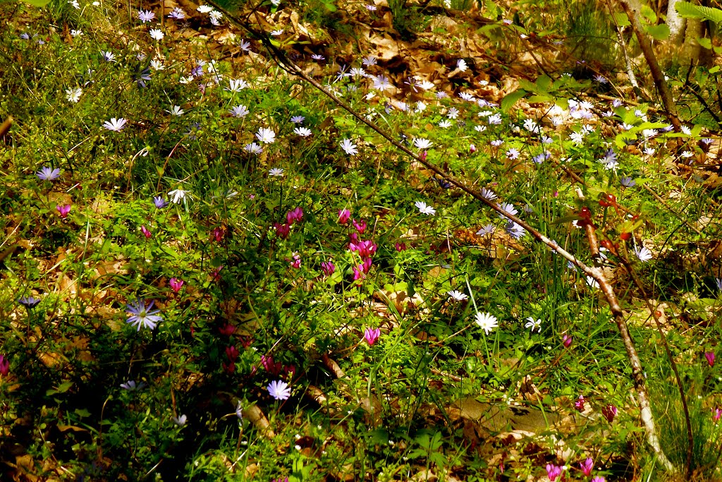 Anemoni e ciclamini Selvatici Sasso Pisano - by www.sassopisano.it