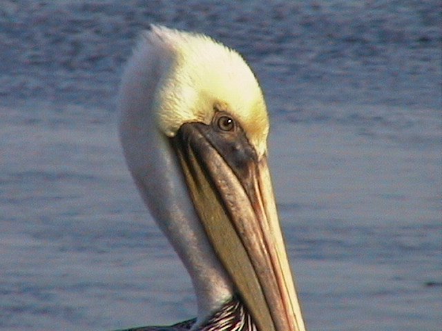 Pelican by KrzysztofS501