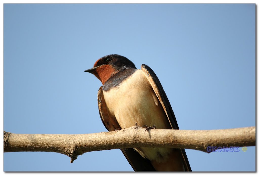 Λίμνη Κερκίνη Lake Kerkini Limni Poulia bird wetland Πουλιά Υδρόβια υγροβιότοπος by George R