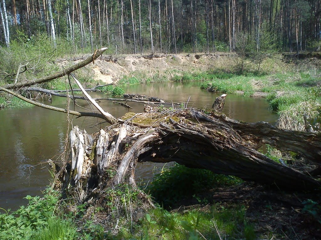 Skierniewice Voivodeship, Poland by Krzysztof Kuhn