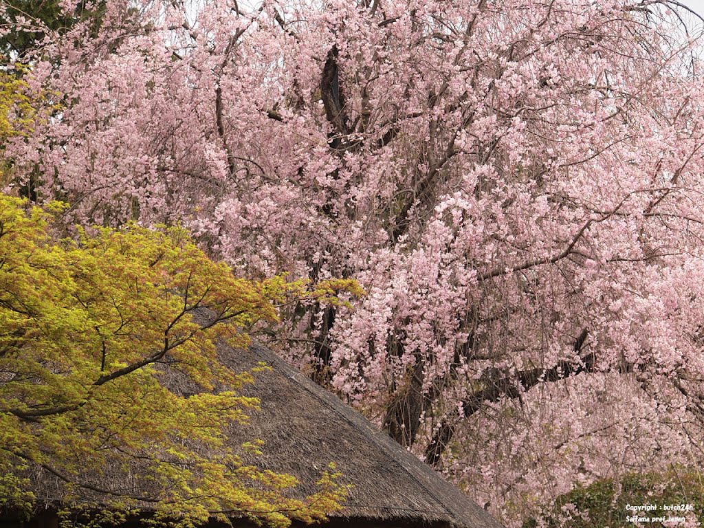 妙心寺退蔵院（京都市） / Taizo-in, Myoshin-ji temple, Kyoto city by butch24h