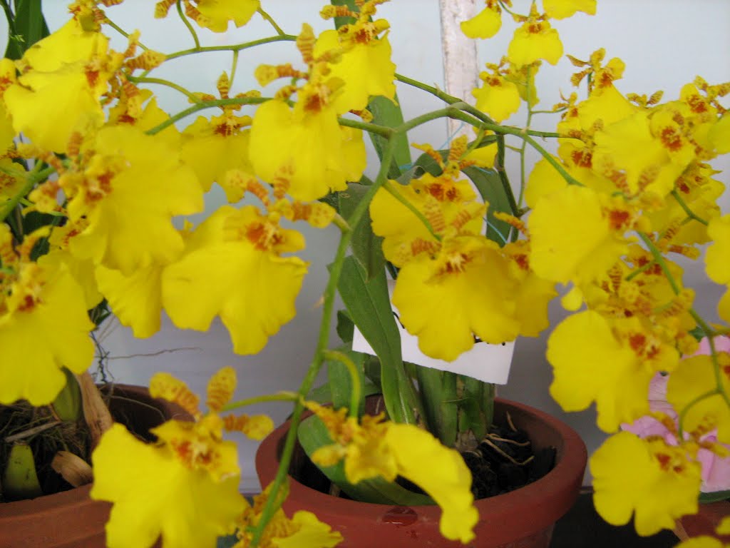 Cochin Flower Show, Kochi, Kerala, India. by Johnson C.J