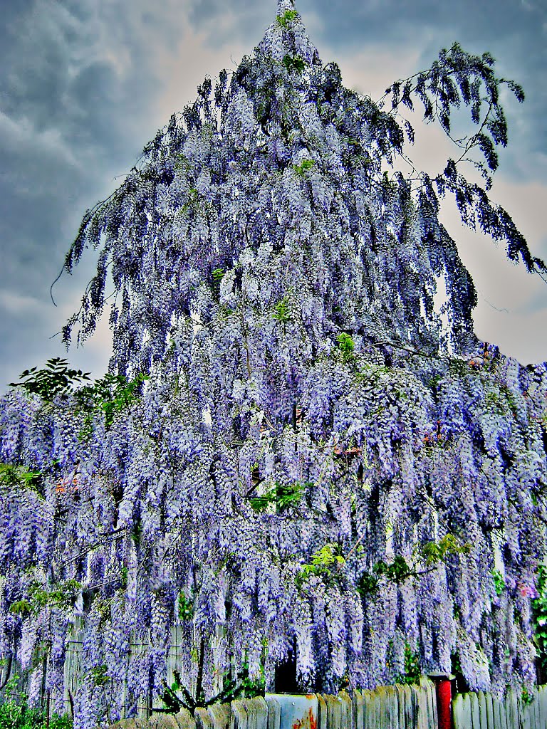 Blossomed wisteria-Glicina inflorita by Laurentiu Mitu