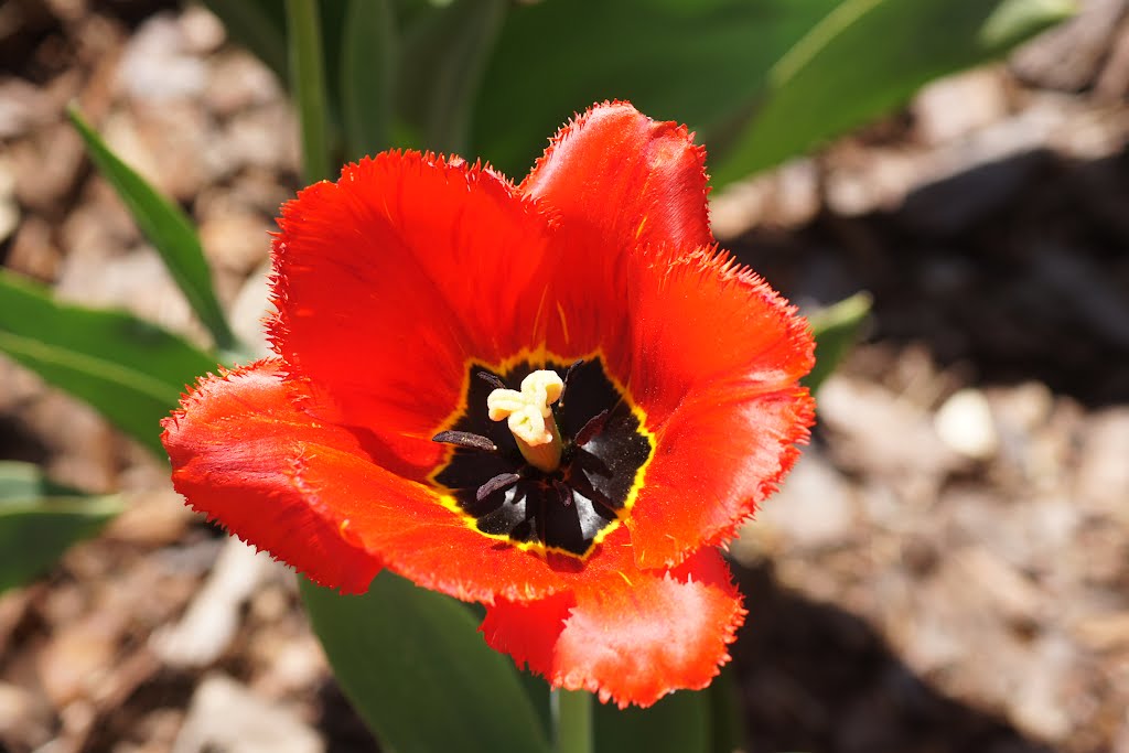 Warsaw botanical garden Powsin tulip by Bren Webley