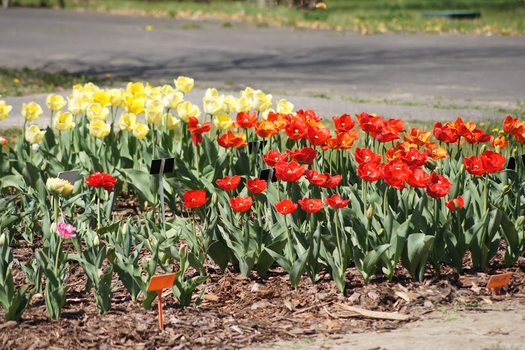 Warsaw botanical garden Powsin field of tulips by Bren Webley