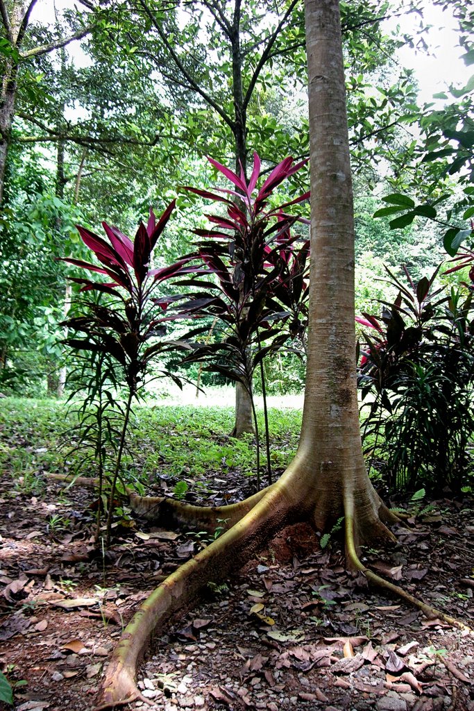 Botanical Specimens on the Discovery Trail, Pulau Ubin ('07) by el2995