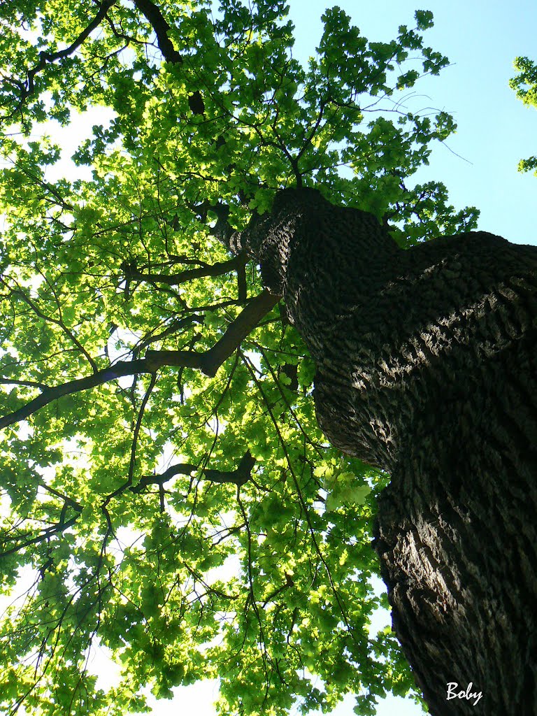 Tree by Boby - ilovefoto