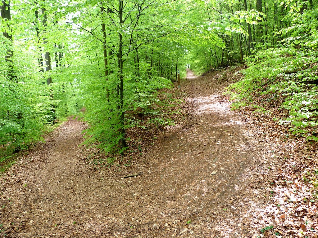 Weg vom Rodeneckturm auf den Klippenweg by anne und heinz Thorn…