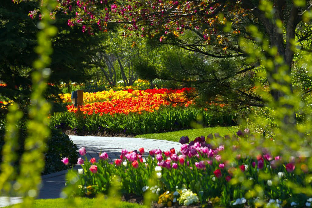 Spring Flowers Through the Trees by Dean D