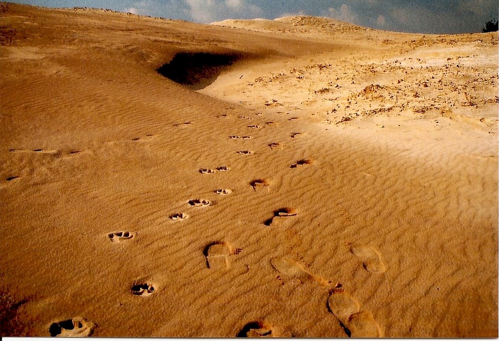 Sand trail by Fred Fouarge