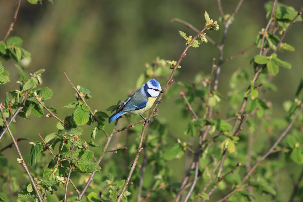 Blaumeise by Bea und Uwe