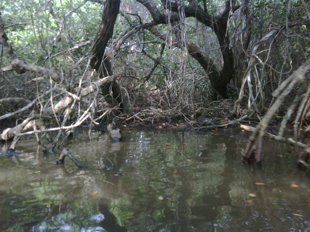 Dentro del Manglar, Tecolutla Ver. by Mauresp_Claus