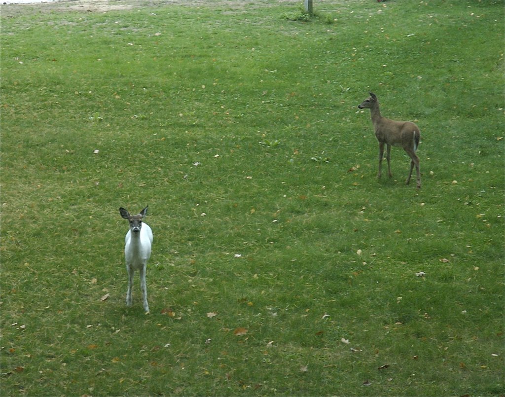 Our Albino Deer by C. Baer