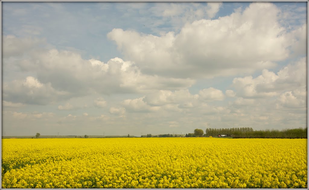 Valkenisseweg by Ria Overbeeke