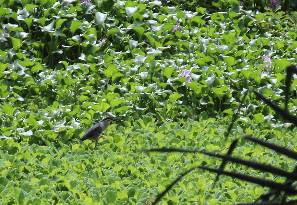 Heron with Meal - Iquitos, Peru by Wayne W Godbehere