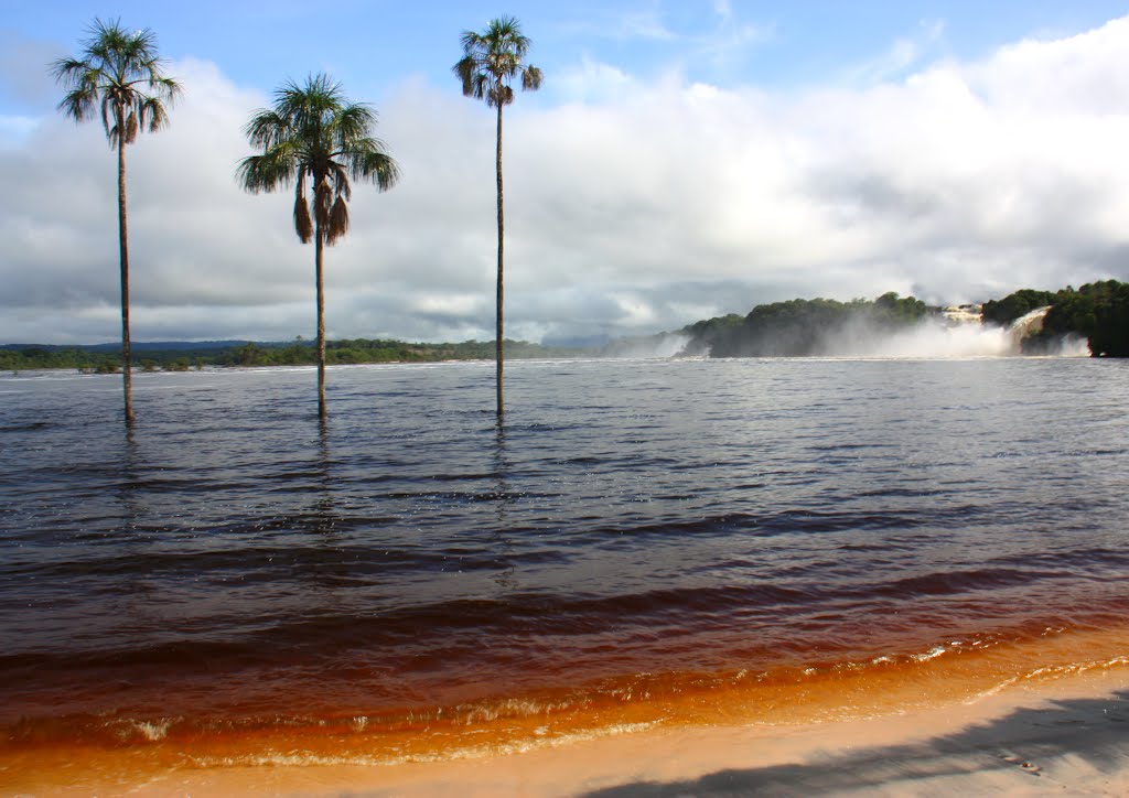 Three Palms at Canaima Lagoon by Rob Gosse