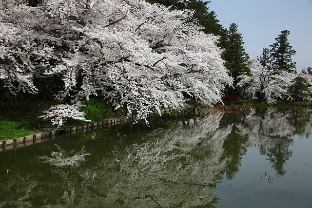 革秀寺蓮池の桜 - 青森県弘前市 by quattrophoto