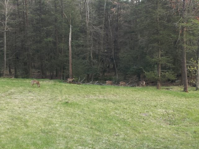 Deer at Lake Scranton by Miguel Cepeda